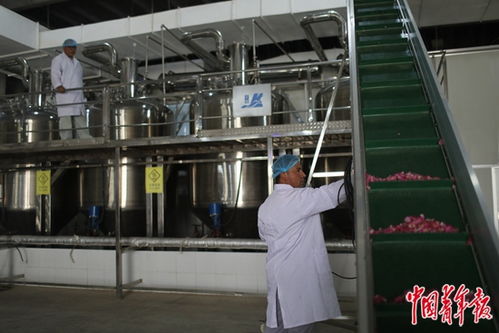 沙漠玫瑰 當堅韌生命與前沿科技相遇